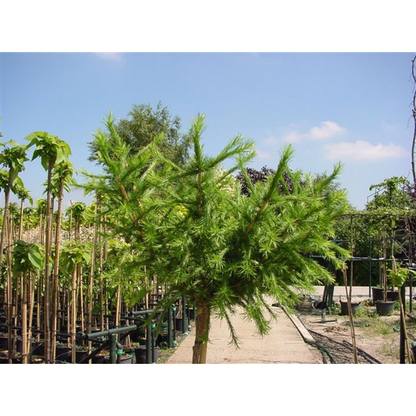 Lärk – Larix decidua 'Kórnik' - 120 CM Stem C10